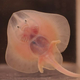 Underside of a little skate